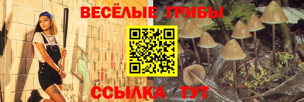 Галлюциногенные грибы мицелий  купить наркотики цена  Большой Камень  Вход с VPN  Псилоцибиновые грибы Psilocybe 